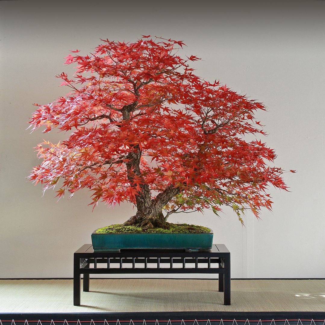 Arakawa Japanese Maple Page 10 Bonsai Nut